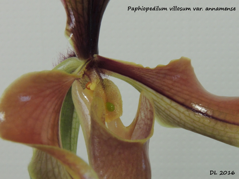 Paphiopedilum villosum var. annamense Paphio villosum-anamense2016-2